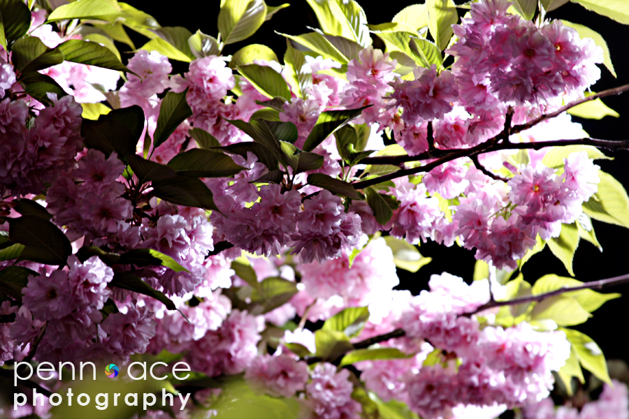 stuy town flowers