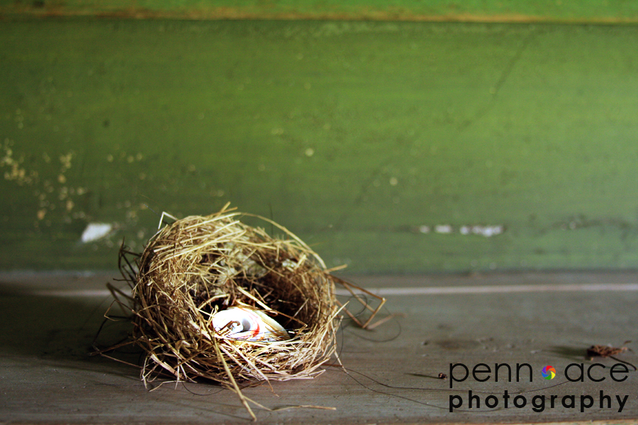 nest